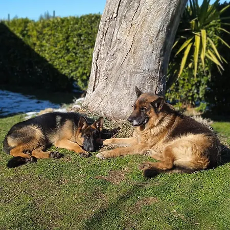 Affittacamere Al Bosco Delle Api Gallicchio