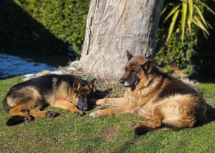 Gasthof Al Bosco Delle Api Gallicchio